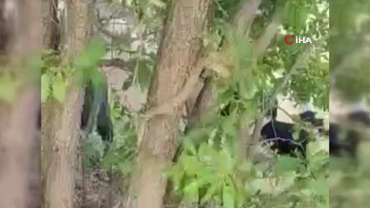 Elazığ'da 2 metrelik yılan paniği