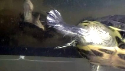 【Lamu chan】3552【ラムちゃん】