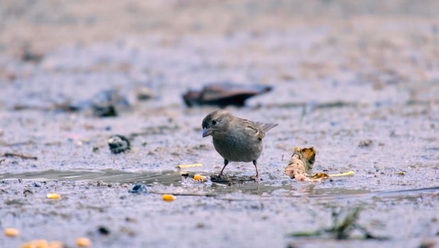 Biden administration strengthening policies to protect migratory birds