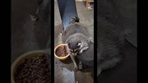 Raccoon Snacks on Exercise Wheel