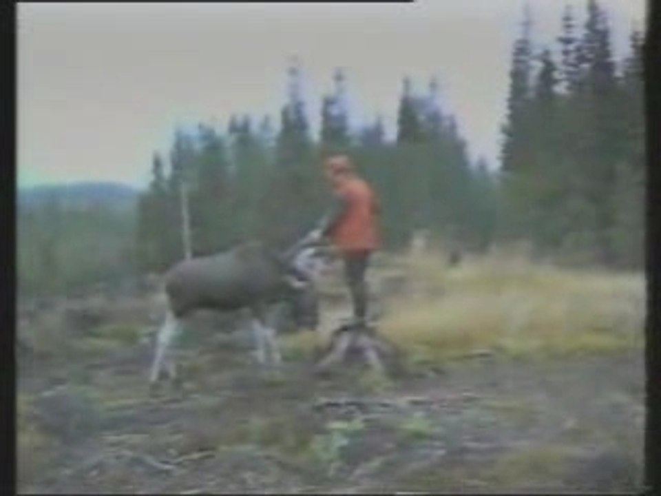 Moose_family