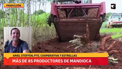 Más de 85 productores de mandioca