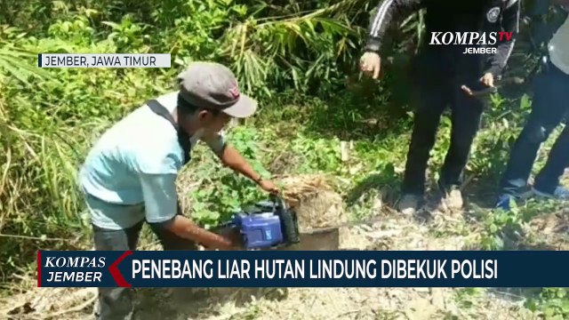 Penebang Liar Hutan Lindung Dibekuk Polisi, 14 Gelondong Kayu Disita
