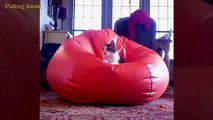 TAHAN TAWA  Video Kucing terlucu  - Kucing Paling Imut
