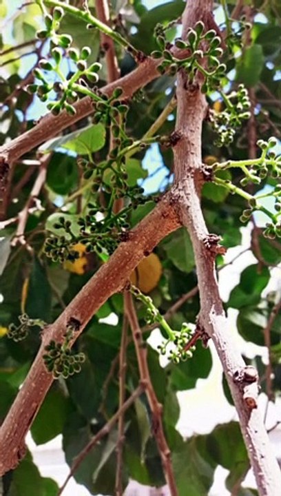 Unknown fruit