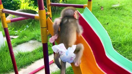 Baby monkey has fun playing 03_1080p
