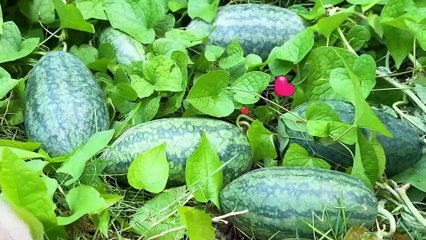 Baby monkey has fun playing 07_1080p