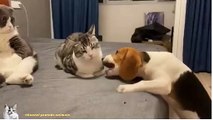 funny cat and dog video  shorts​