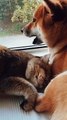 Funny Dogs - Funny Cats - Funny Videos --  Cute Cat and Dog Relationships ❤️❤️