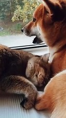 Funny Dogs - Funny Cats - Funny Videos --  Cute Cat and Dog Relationships ❤️❤️