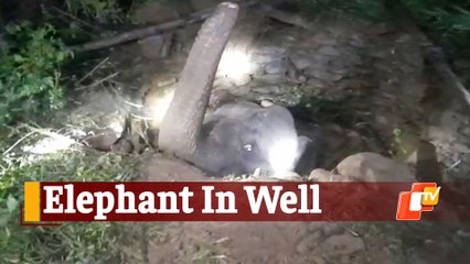 Elephant Gets Stuck In A Well In Odisha, Rescued