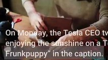 As Promised Elon Musk Shares Pic Of His Puppy Floki In Tesla