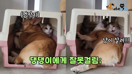 '껌딱지' 댕댕이에게 잘못 걸린 고양이 "집사 도와줘!"