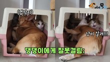 '껌딱지' 댕댕이에게 잘못 걸린 고양이 "집사 도와줘!"