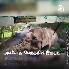 Bus Driver's Close Encounter With Elephant