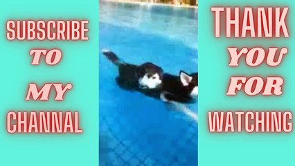 Funny cat and dog home_Cucumbers Are Cat's Enemy_Funny Cat Reaction_Funny Cats and Dog Videos_cat_