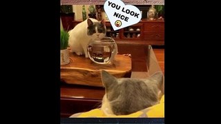 funny cat and dog compilation 2021- NOT TRY TO LAUGH- funny moment#funny_cats