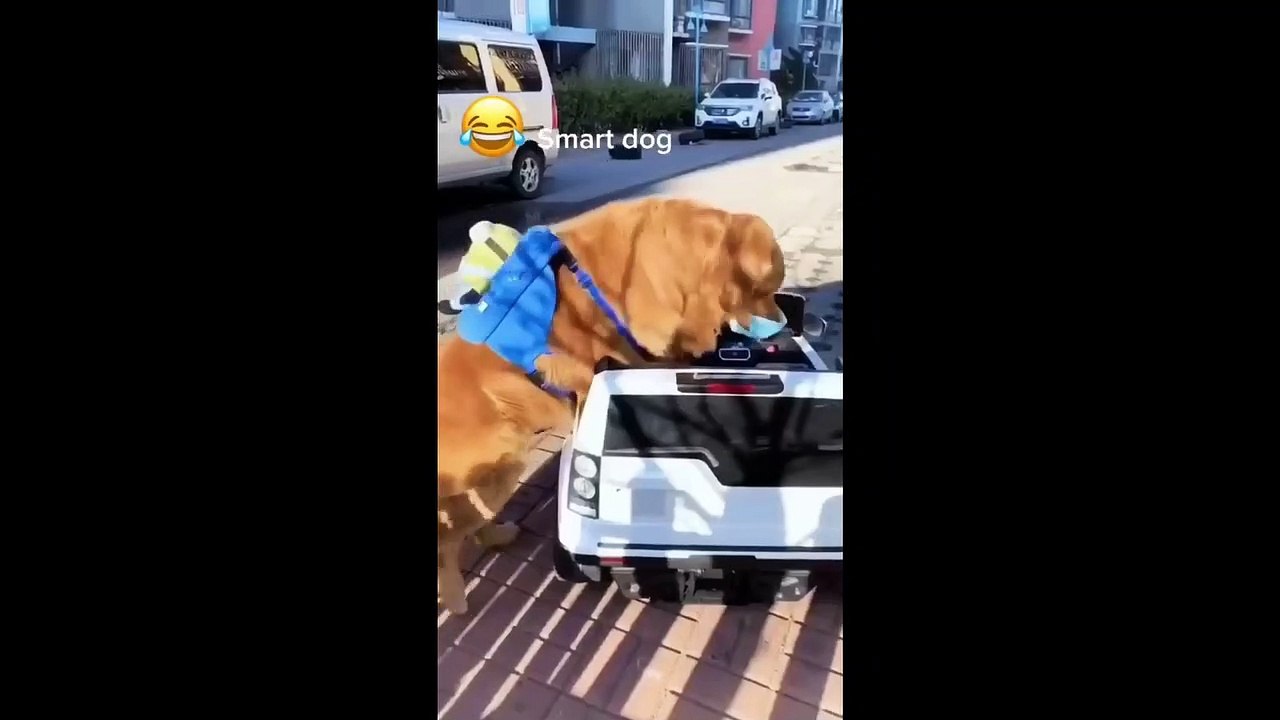 smart dogs
