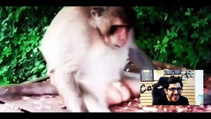 Bodla / Sabu vines comedy video/unlimited fun