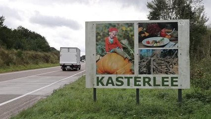 Belçika'nın "bal kabağı kasabası"ndaki dev kabak battaniye altında dünya rekorunu bekliyor