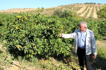 Meşhur satsuma mandalinada "yok yılı"