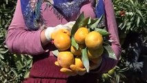 Mandalina hasadı sürüyor: Fiyatı 1 liraya düştü