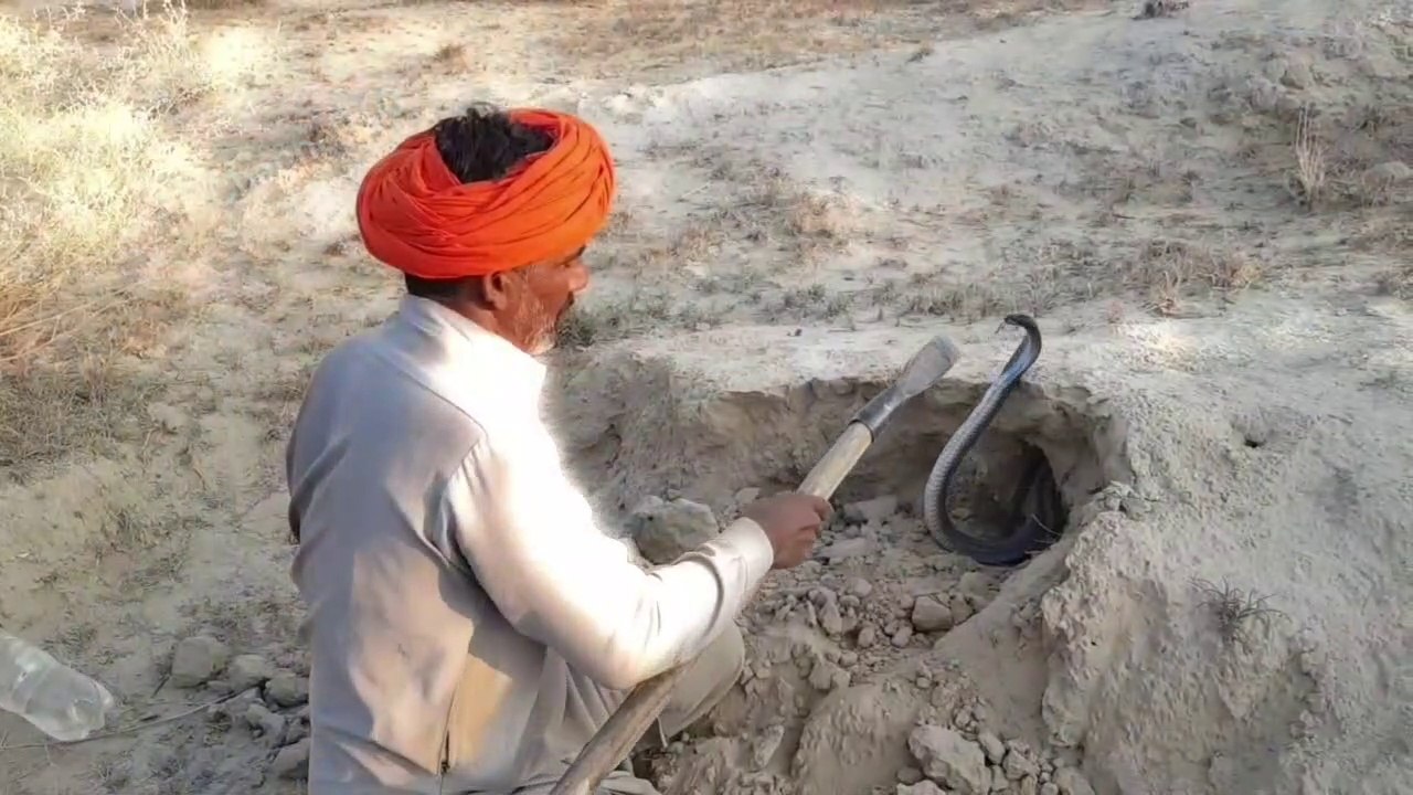 (part#1) How to Catch Black Cobra Snake