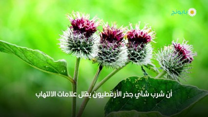 فوائد الأرقطيون وكيف تستخدم عشبة الأرقطيون