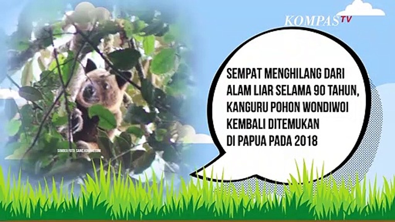 Mengenal Kanguru Pohon, Satwa Endemik Indonesia Yang Jadi Maskot PON ...