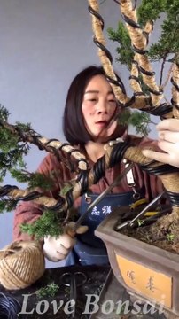 Cara membuat bonsai dengan teknik tekukan - How to bend a bonsai great bonsai bending skills
