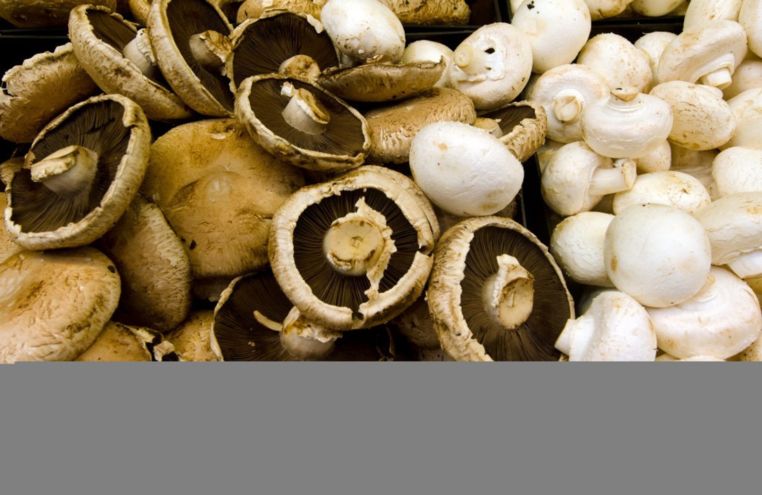 Mushrooms could save the planet