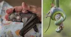 16 photographies sublimes sur le monde animal récompensées au concours Wildlife Photograher of the Year