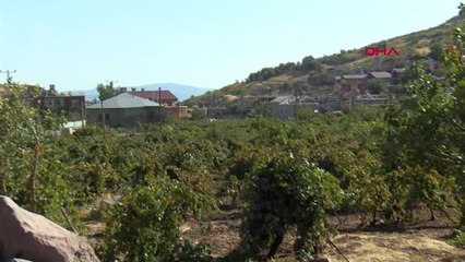 Son dakika haberleri! SİİRT'TE BAĞ BOZUMUNUN ARDINDAN KAZANLAR, PEKMEZ İÇİN KAYNIYOR
