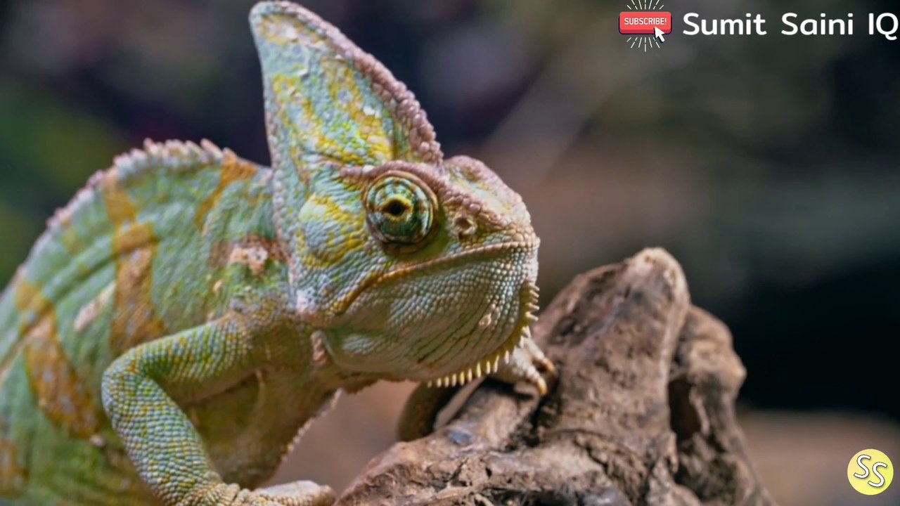 कब, कैसे और क्यों गिरगिट बदलता है अपना रंग? क्या है इसके पीछे का रहस्य ||Chameleon change its color?