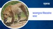 Badlapur Breaking | बदलापुरात बिबट्यांचा वावर !; सावधान ! | Leopard | Maharashtra | Sakal Media