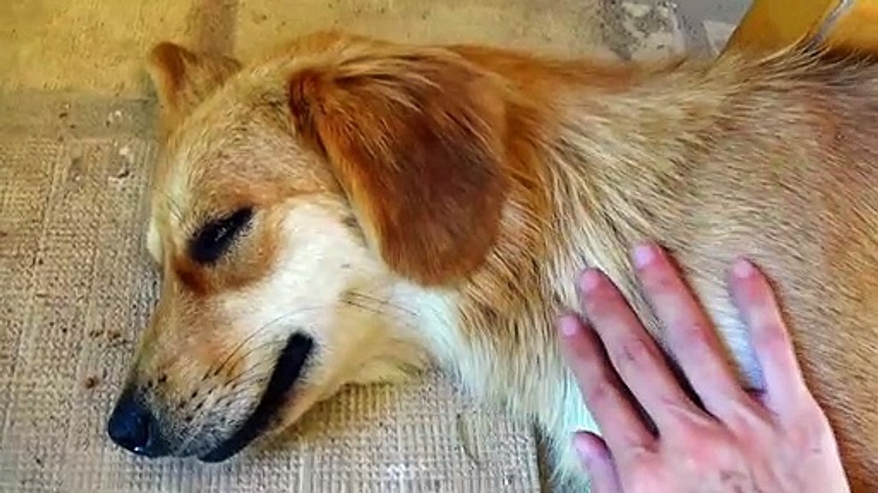 Tickle a Lazy Dog