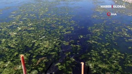 İzmir Karşıyaka'da deniz yeşile büründü