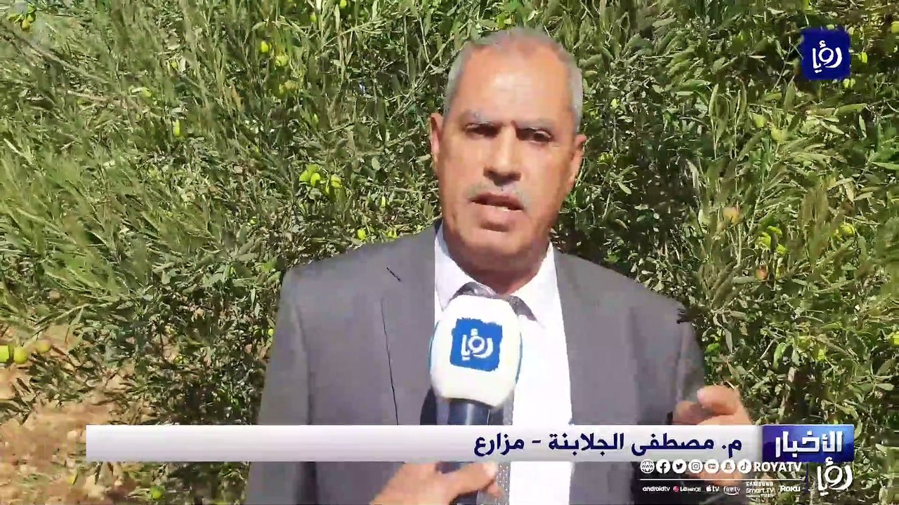 ارتفاع كلفة إنتاج زيت الزيتون.. بين المزارعين و...