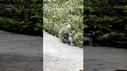 Monkey Takes Care of Baby Palm Civet