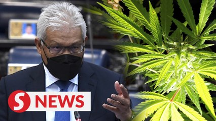 Possibility of allowing marijuana for medical purposes being studied, says Home Minister