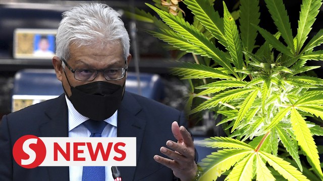 Possibility of allowing marijuana for medical purposes being studied, says Home Minister