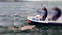 2.5 metre boyunda camgöz köpekbalığını böyle yakaladı