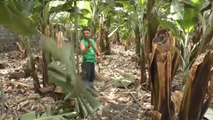 La caída del precio del plátano: una ruina para los agricultores