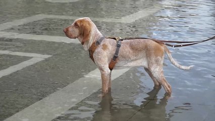 Venezia, il Mose e' spento e San Marco si allaga