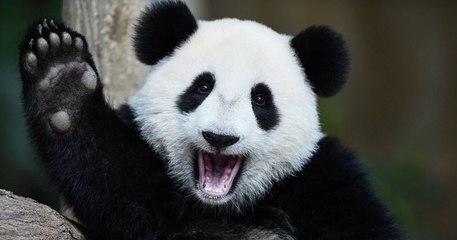 Journée mondiale des animaux le 4 octobre, pourquoi cette date ?