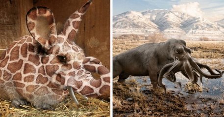 À l'aide de Photoshop, des graphistes ont créé des animaux hybrides qui semblent sortis d'un film de science-fiction