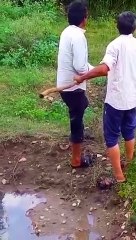 कुल्हाड़ी से किए अजगर के टुकड़े, वीडियो वायरल