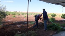 شاهد: مزارعو القمح في سوريا يشكون تراجع محاصيلهم بعد موسم الجفاف