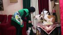 فتاة بالمنيا تحول منزلها لمأوى القطط الضالة وتنفق جميع أموالها على إنقاذها
