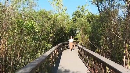 Everglades da Flórida 'sob ameaça'